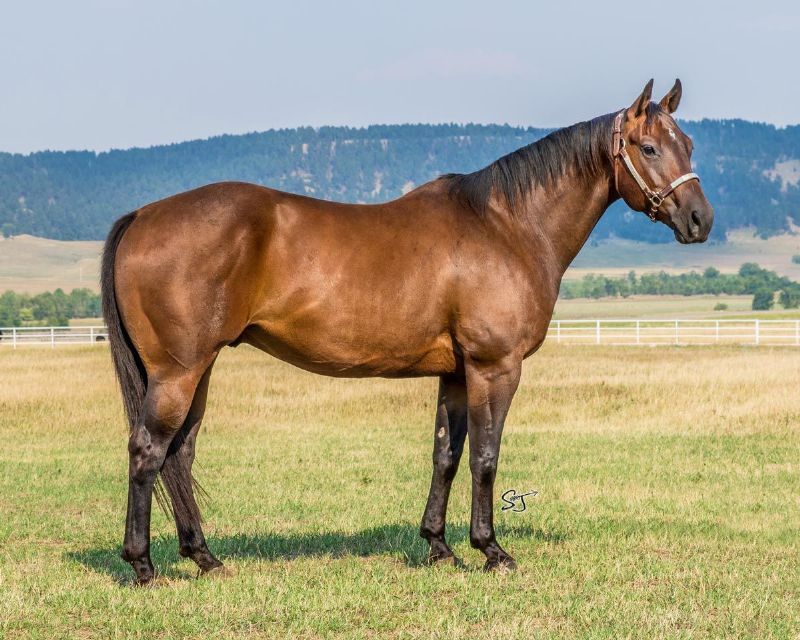Champs ZanPar Pace<br>'Pacer'
